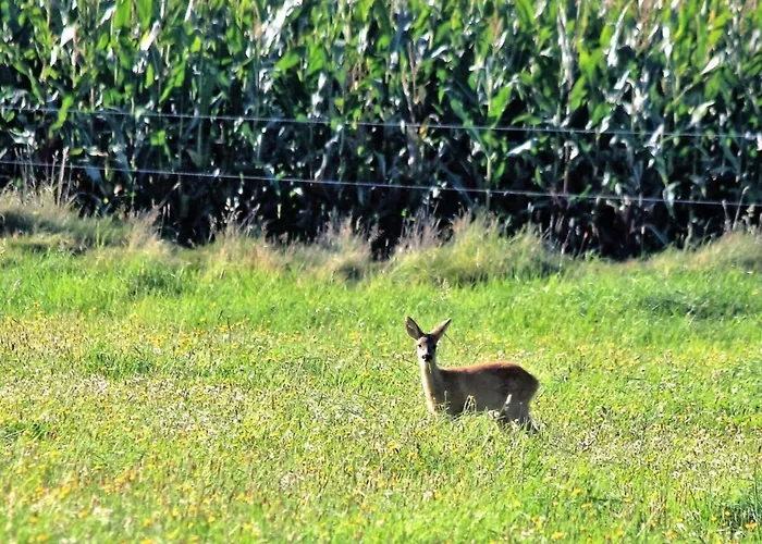 Vakantiehuis Westerheide Modern Retreat